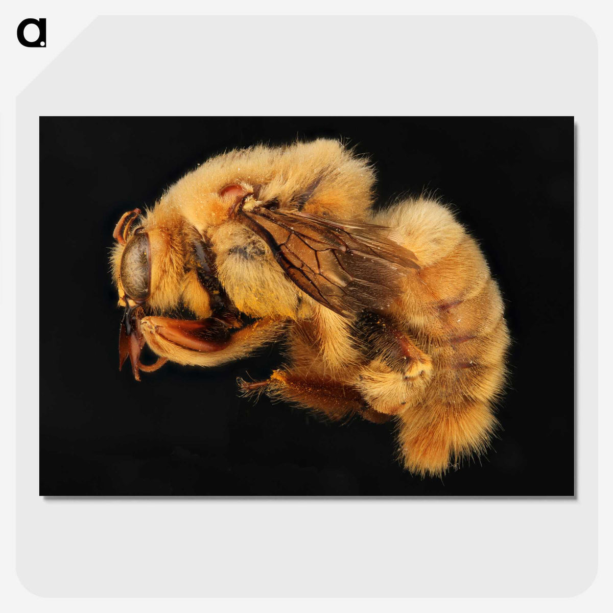 2-32_Insects-Unlocked-Project_picture-crop