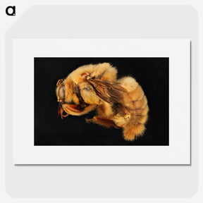 2-32_Insects-Unlocked-Project_picture