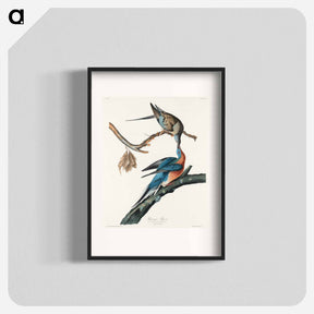 アートポスター-Passenger Pigeon
 - ジョン ジェームス オーデュボン Poster.