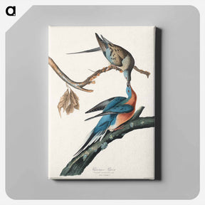 アートパネル-Passenger Pigeon
 - ジョン ジェームス オーデュボン Canvas.