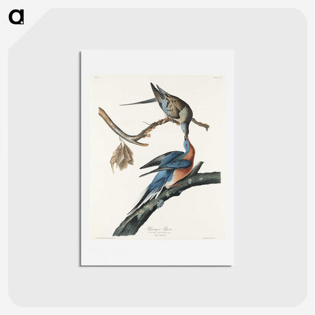 2-32_John-James-Audubon_hagaki