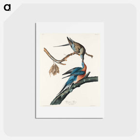 アートポストカード-Passenger Pigeon
 - ジョン ジェームス オーデュボン Postcard.