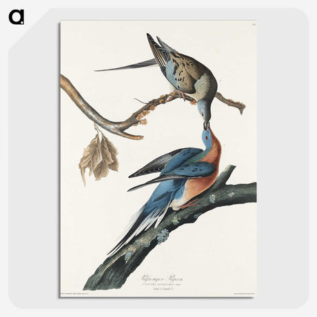 2-32_John-James-Audubon_picture-crop