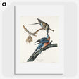 2-32_John-James-Audubon_picture