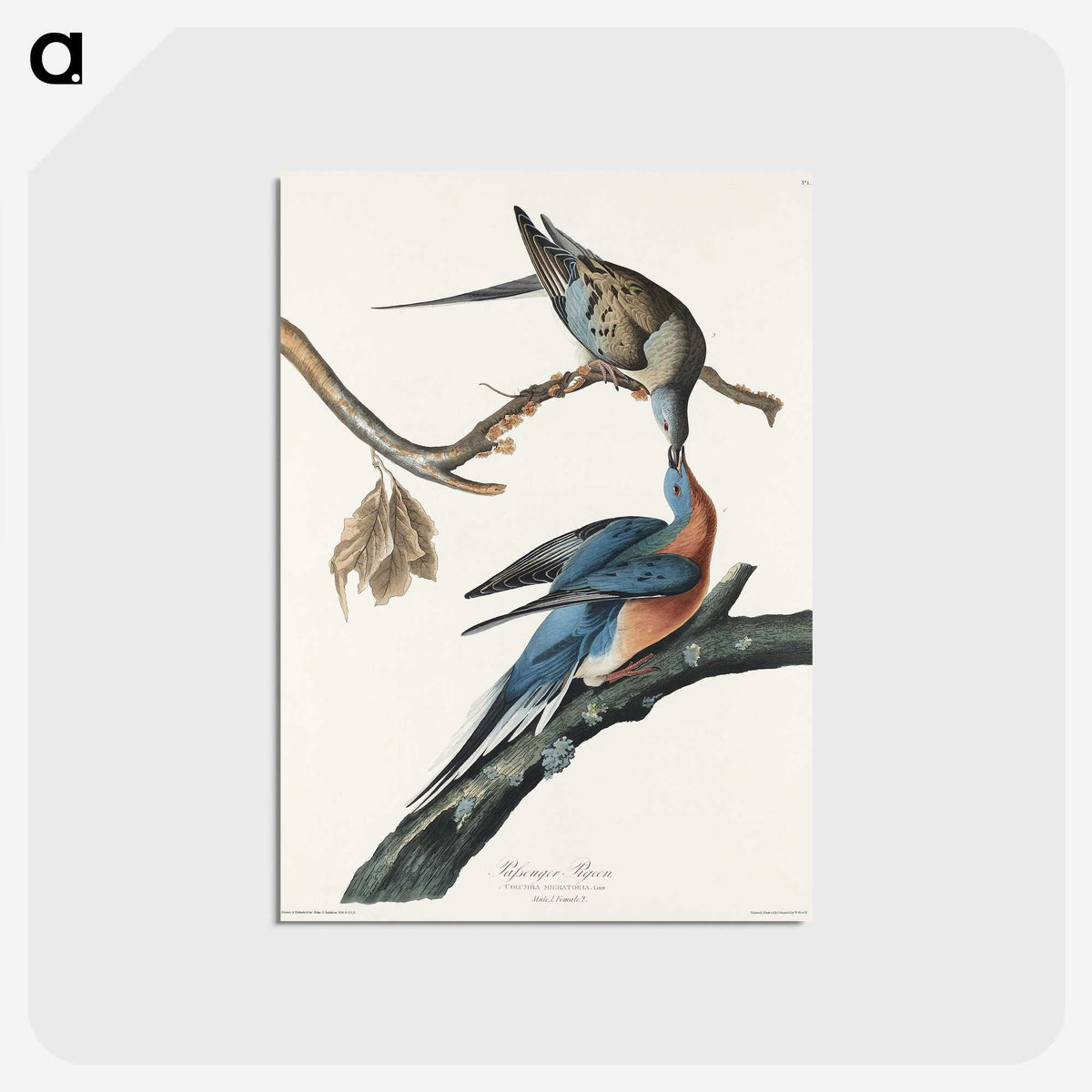2-32_John-James-Audubon_postcard