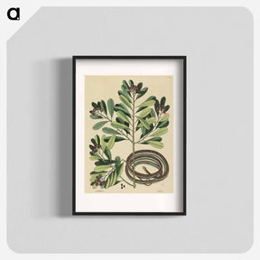 アートポスター-The Ribbon Snake
 - マーク ケイツビー Poster.