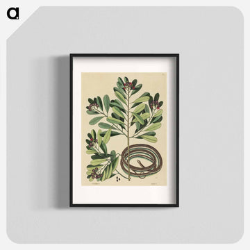 The Ribbon Snake
 - マーク ケイツビー Poster.