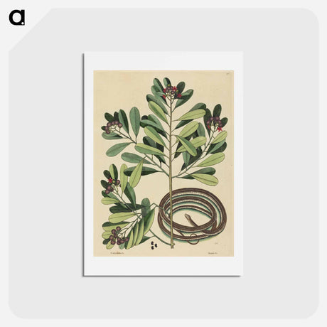 アートポストカード-The Ribbon Snake
 - マーク ケイツビー Postcard.