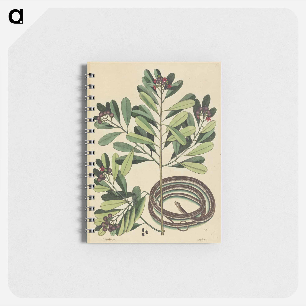 アートメモ帳-The Ribbon Snake
 - マーク ケイツビー Memo.