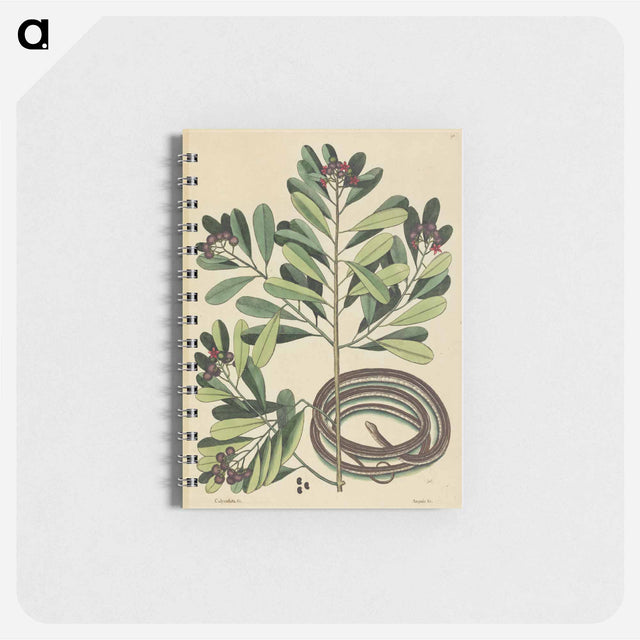 アートメモ帳-The Ribbon Snake
 - マーク ケイツビー Memo.