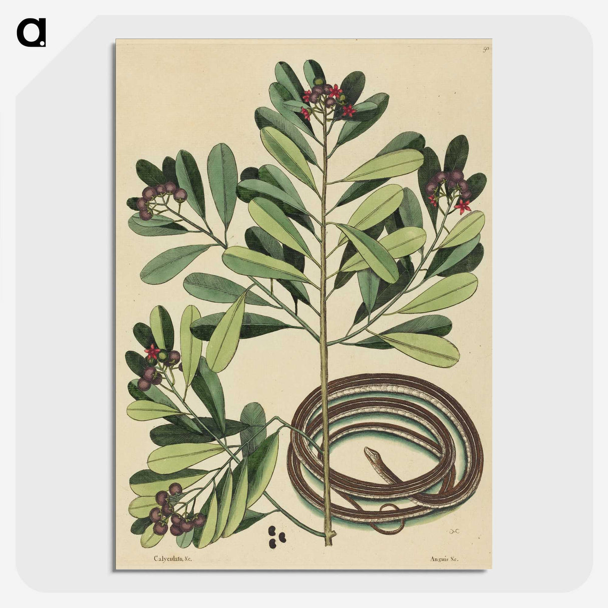 2-32_Mark-Catesby_picture-crop