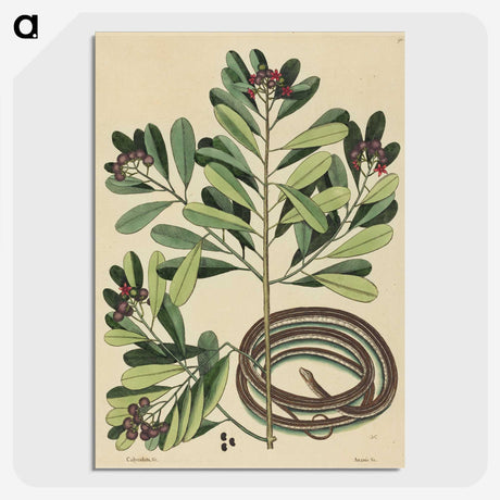 2-32_Mark-Catesby_picture-crop