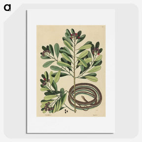 2-32_Mark-Catesby_picture