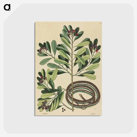 アートポストカード-The Ribbon Snake
 - マーク ケイツビー Postcard.