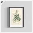 アートポスター-Mimosa catechu Illustration
 - 薬用植物学 Poster.