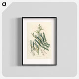 アートポスター-Mimosa catechu Illustration
 - 薬用植物学 Poster.