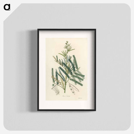 アートポスター-Mimosa catechu Illustration
 - 薬用植物学 Poster.