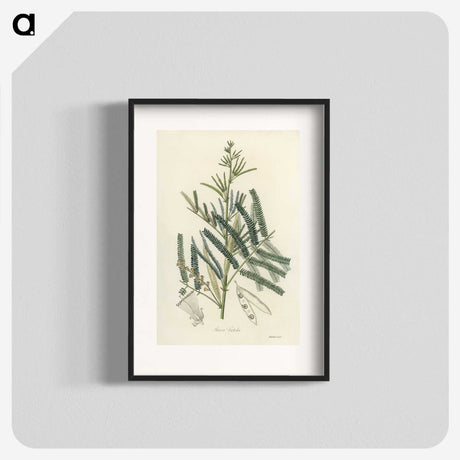 2-32_Medical-Botany_blk