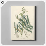 アートパネル-Mimosa catechu Illustration
 - 薬用植物学 Canvas.
