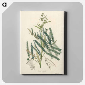 アートパネル-Mimosa catechu Illustration
 - 薬用植物学 Canvas.