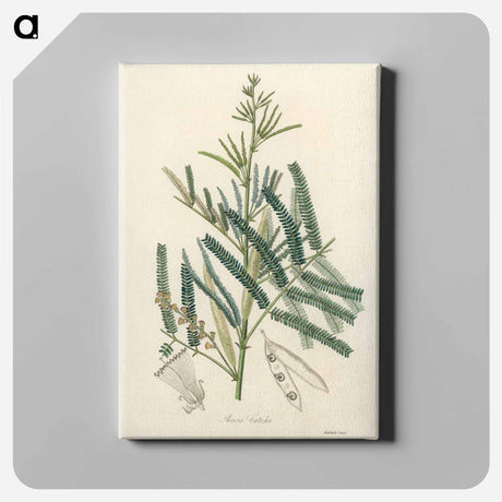 アートパネル-Mimosa catechu Illustration
 - 薬用植物学 Canvas.