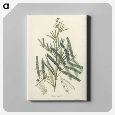 2-32_Medical-Botany_canvas