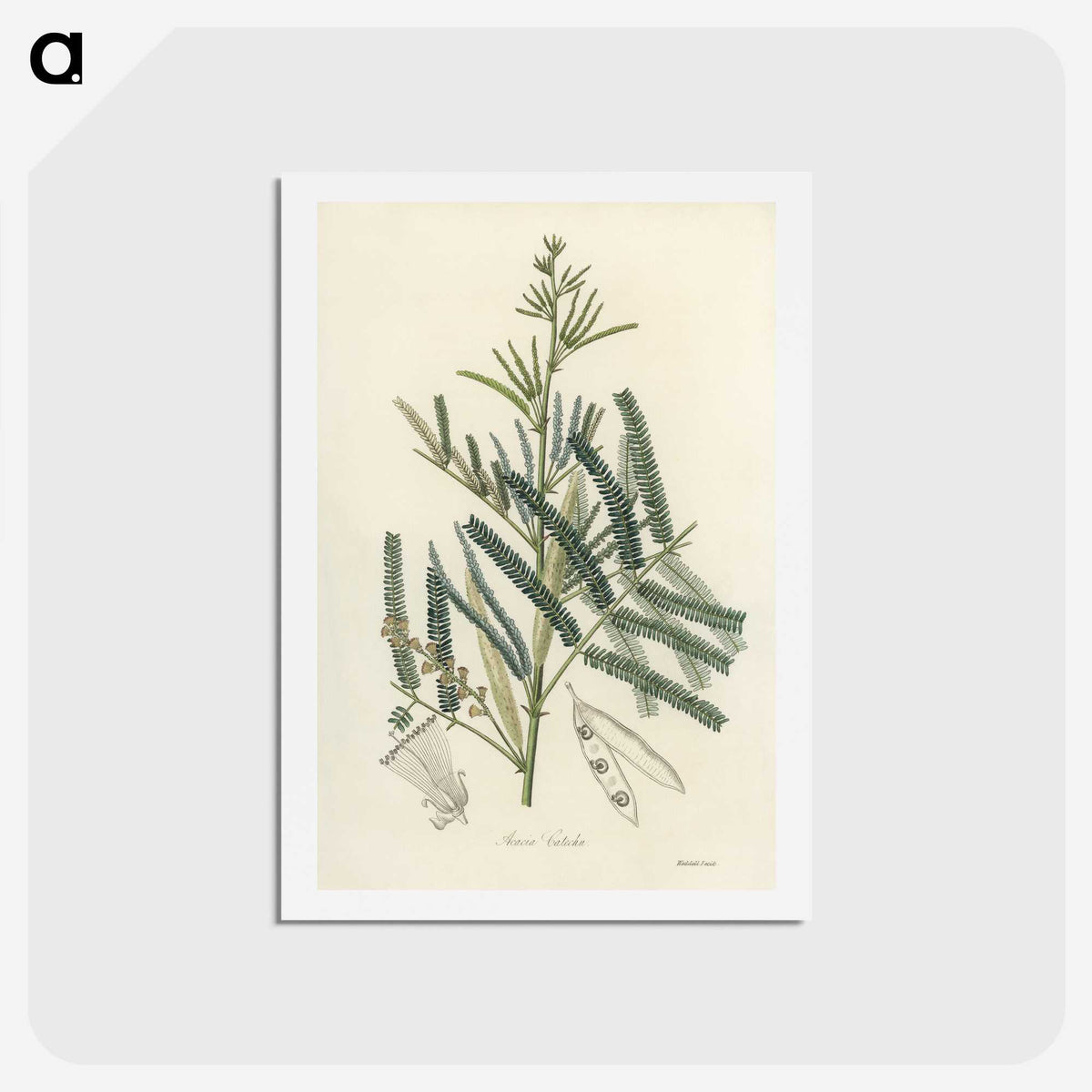 2-32_Medical-Botany_hagaki