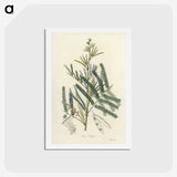 2-32_Medical-Botany_hagaki