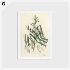 2-32_Medical-Botany_hagaki