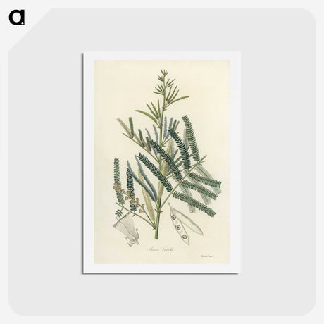 2-32_Medical-Botany_hagaki