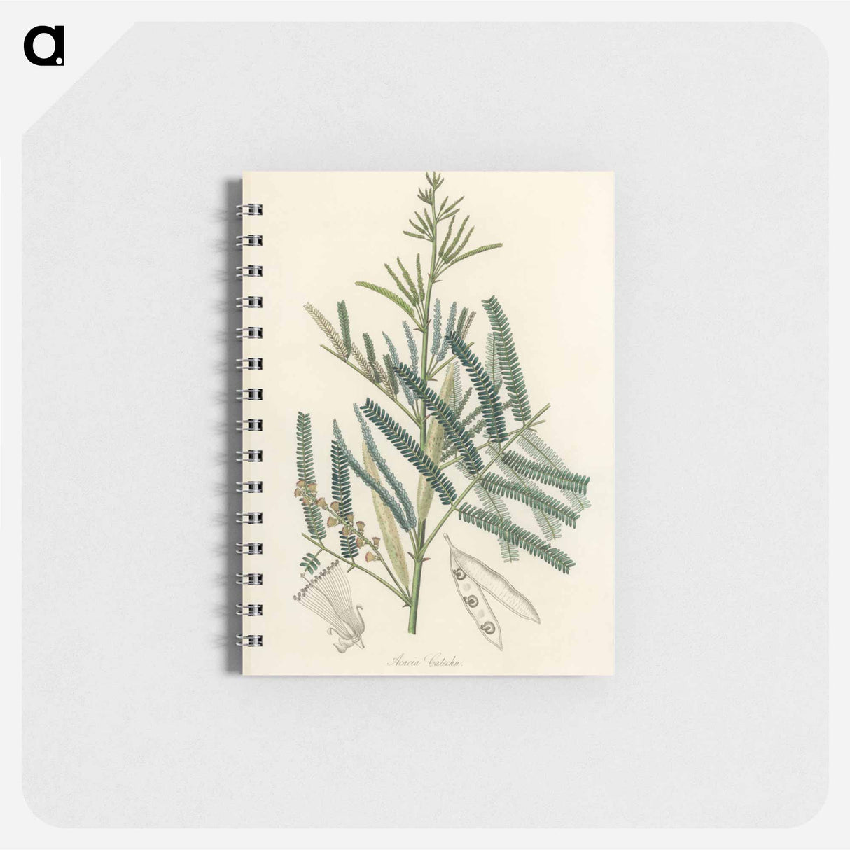 アートメモ帳-Mimosa catechu Illustration
 - 薬用植物学 Memo.