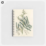 アートメモ帳-Mimosa catechu Illustration
 - 薬用植物学 Memo.