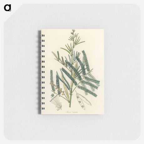 アートメモ帳-Mimosa catechu Illustration
 - 薬用植物学 Memo.