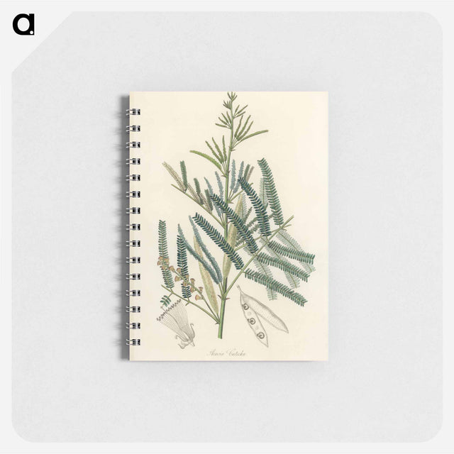 アートメモ帳-Mimosa catechu Illustration
 - 薬用植物学 Memo.