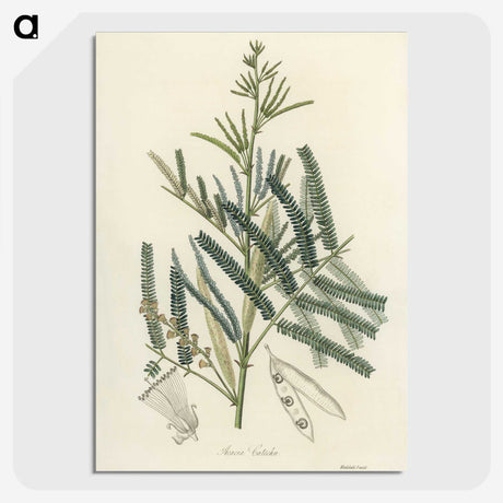 2-32_Medical-Botany_picture-crop