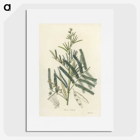 2-32_Medical-Botany_picture