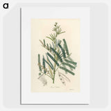 アートポスター-Mimosa catechu Illustration
 - 薬用植物学 Poster.
