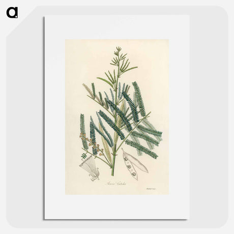 アートポスター-Mimosa catechu Illustration
 - 薬用植物学 Poster.