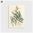 アートポストカード-Mimosa catechu Illustration
 - 薬用植物学 Postcard.