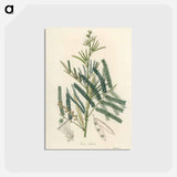 アートポストカード-Mimosa catechu Illustration
 - 薬用植物学 Postcard.