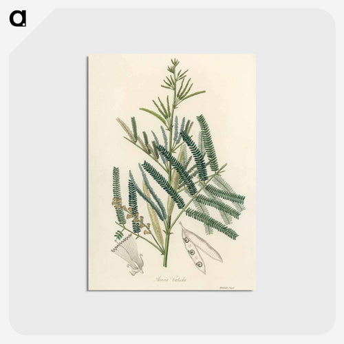 Mimosa catechu Illustration
 - Medicinal Botany Postcard.