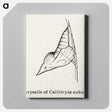 2-32_Moths-and-Butterflies-of-the-United-States_canvas
