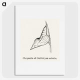 2-32_Moths-and-Butterflies-of-the-United-States_picture