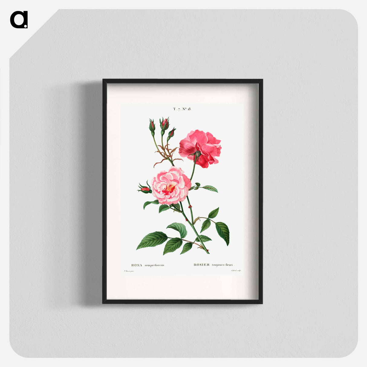 Ever-blowing rose - Pierre Joseph Redouté Poster.