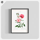 Ever-blowing rose - Pierre Joseph Redouté Poster.