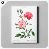 アートパネル-Ever-blowing rose - ピエール ジョゼフ ルドゥーテ Canvas.