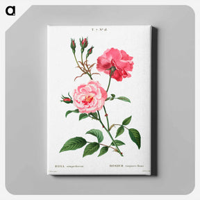 アートパネル-Ever-blowing rose - ピエール ジョゼフ ルドゥーテ Canvas.