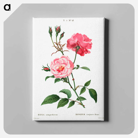 アートパネル-Ever-blowing rose - ピエール ジョゼフ ルドゥーテ Canvas.