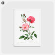 アートポストカード-Ever-blowing rose - ピエール ジョゼフ ルドゥーテ Postcard.