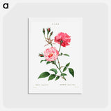 アートポストカード-Ever-blowing rose - ピエール ジョゼフ ルドゥーテ Postcard.